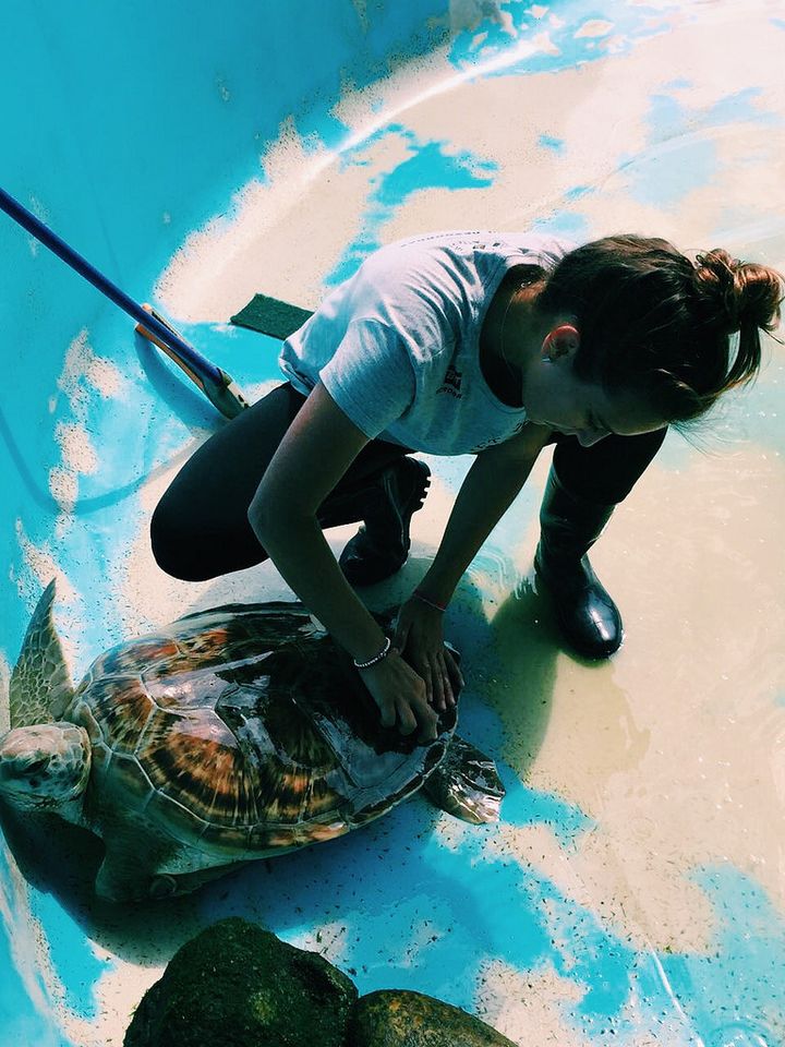 Global Citizen Year alum Fernanda Tornell (’17) cleaning sea turtles during her apprenticeship at Projeto Tamar in Brazil. 
