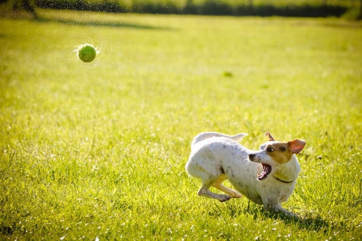 This is the type of dog used for tracking, right? Relevant!