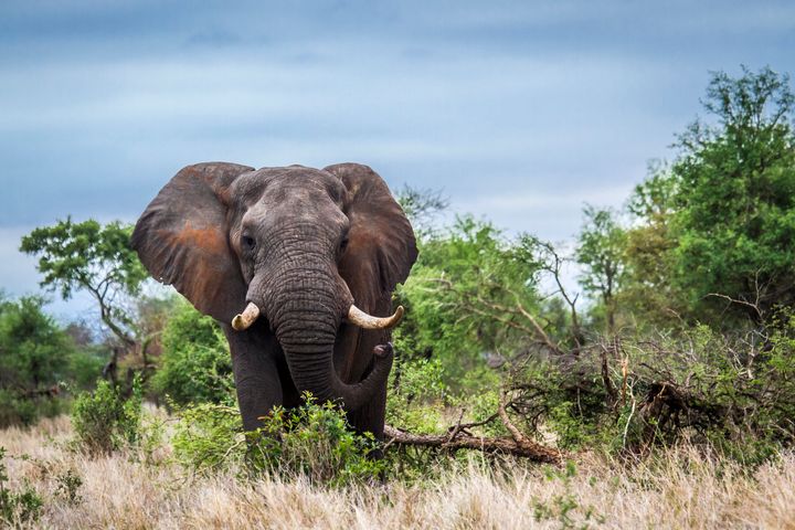 An elephant trampled a hunter in Namibia this past weekend. Above, a different elephant.