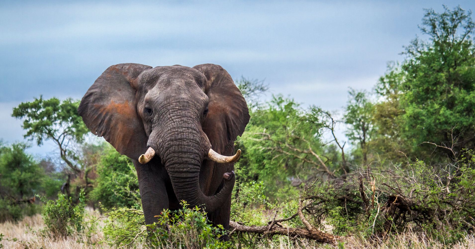 Big-Game Hunter Trampled To Death By Elephant He Tried To Shoot | HuffPost