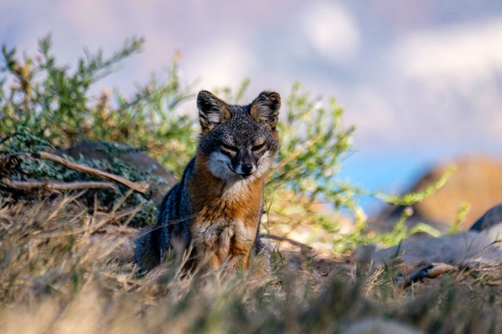 The Santa Cruz Island Fox lives on this island in this national park. They are tiny, precocious, and habituated to humans (but please never feed them!!) 