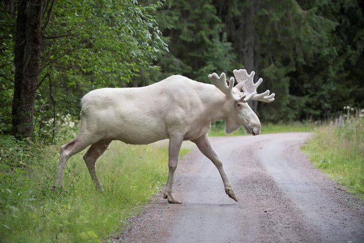 A rare white moose is seen in Gunnarskog, Varmland, Sweden on July 31st. 