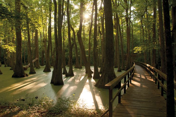 Take the boardwalk through a mysterious cypress swamp