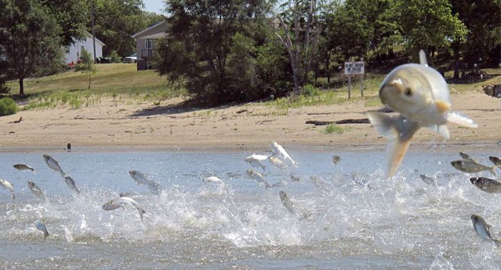 Asian carp, jolted by an electric current from a research boat, jump from the Illinois River near Havana, Illinois. 