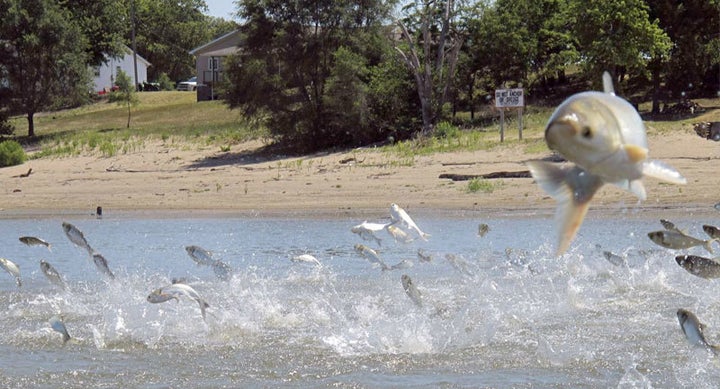 <p>Asian carp, jolted by an electric current from a research boat, jump from the Illinois River near Havana, Illinois. </p>