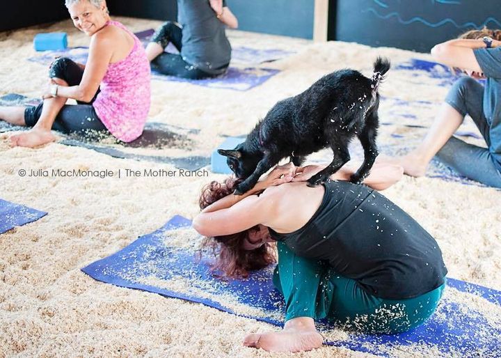 Goat yoga is a thing in Boulder County. Photo by Julia MacMonagle