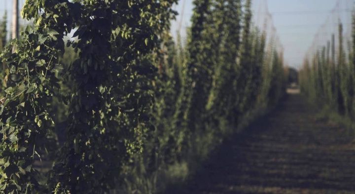 Hops, which are used to flavor beer, are exquisitely sensitive to changes in climate.