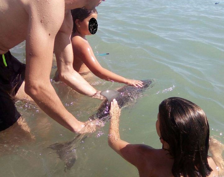 A baby dolphin has died after tourists pose for selfies with frightened animal.