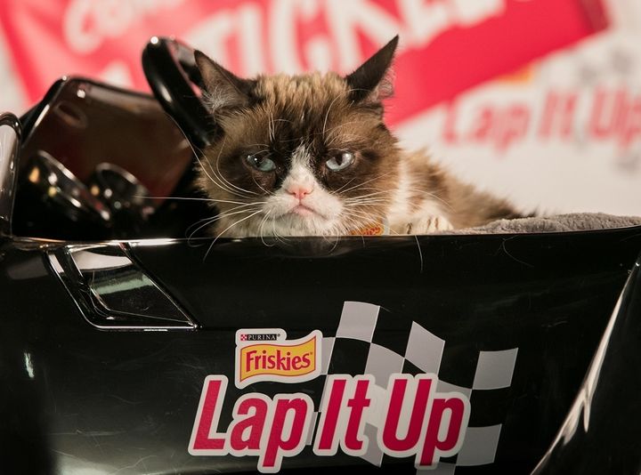 Why top pet influencers like Grumpy Cat have millions of followers