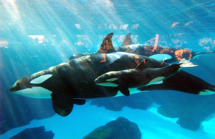 Kasatka and one of her calves in 2004.