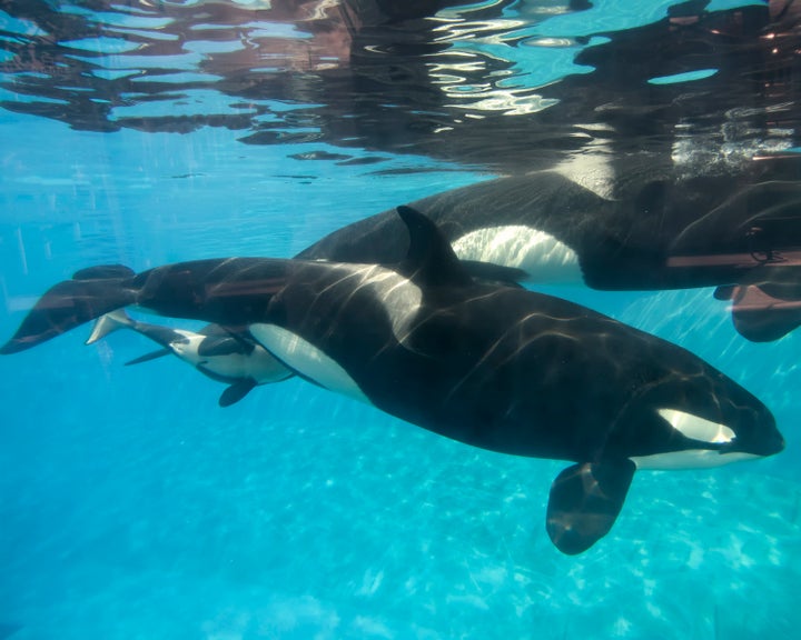 Kasatka's daughter, Kalia, and her newborn calf on Dec. 4, 2014. Kasatka, seen in the background, stayed close to Kalia during labor and delivery.