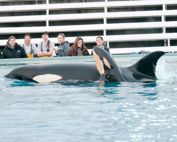 SeaWorld's zoological team watches Kasatka and one of her calves in 2013 in San Diego.