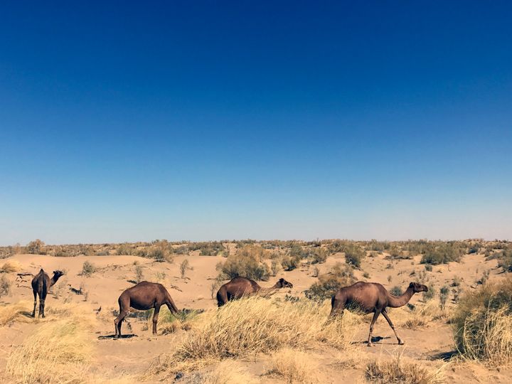 Wild camels caravanning through the Karakum Desert. 