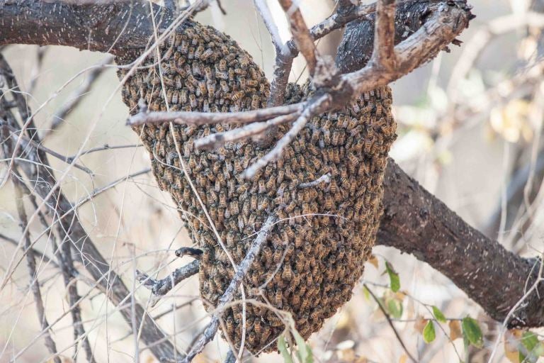 <em>Bee swarm at CCF.</em>