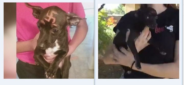 A Phoenix woman was shocked when her neighbor’s chihuahua showed up at her door with a swastika painted on its forehead.