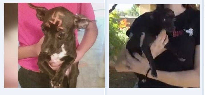 A Phoenix woman was shocked when her neighbor’s chihuahua showed up at her door with a swastika painted on its forehead