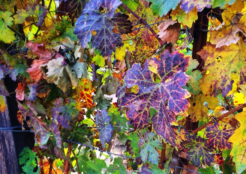 The Rail Arts District (RAD) Napa displays a diverse selection of murals and art installations along a 1.7-mile section of th