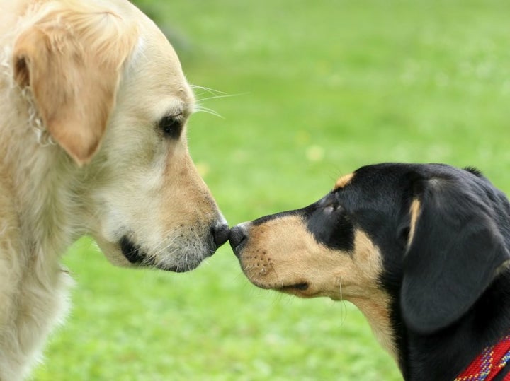 Dog day care