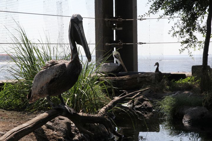 This pelican's exhibit at the South Carolina Aquarium in Charleston is one of two that biologists will monitor during Monday's solar eclipse.