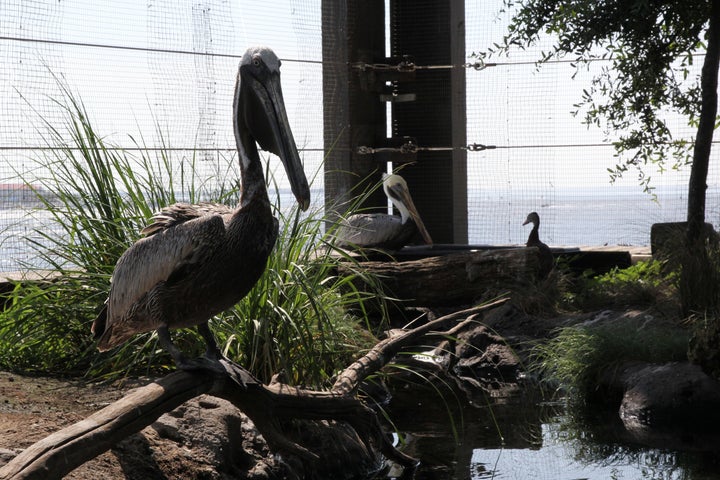 This pelican's exhibit at the South Carolina Aquarium in Charleston is one of two that biologists will monitor during Monday'