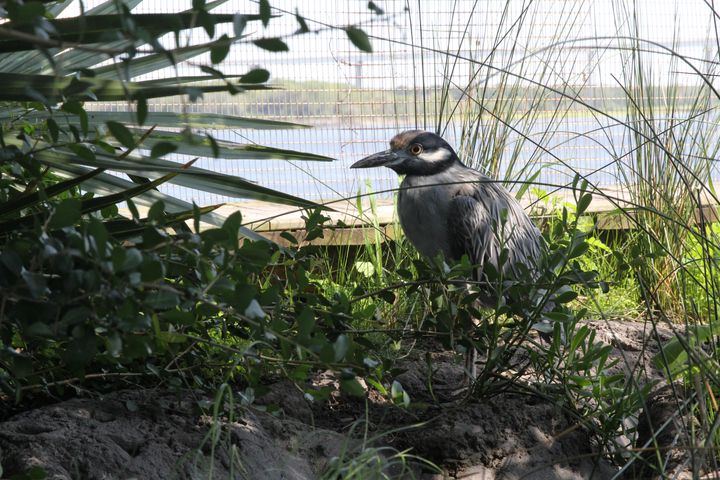 The yellow-crowned night heron is one of two herons at the South Carolina Aquarium's saltwater marsh aviary exhibit.