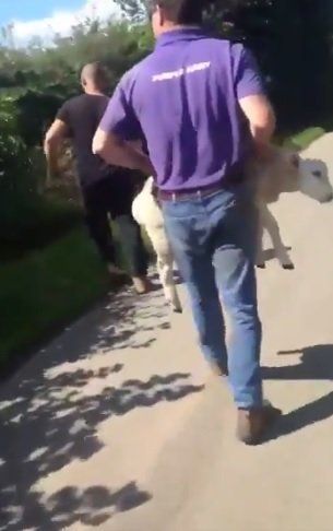 The RSPCA is appealing for information after a sheep was filmed being thrown into a field.