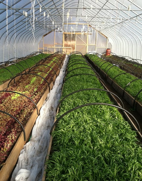 Screamin Ridge farm, Vermont / Screamin Ridge