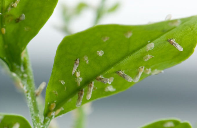 Asian citrus psyllid on a leaf (cropped photo).