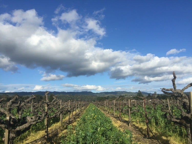 Vineyards of St. Helena in Napa Valley