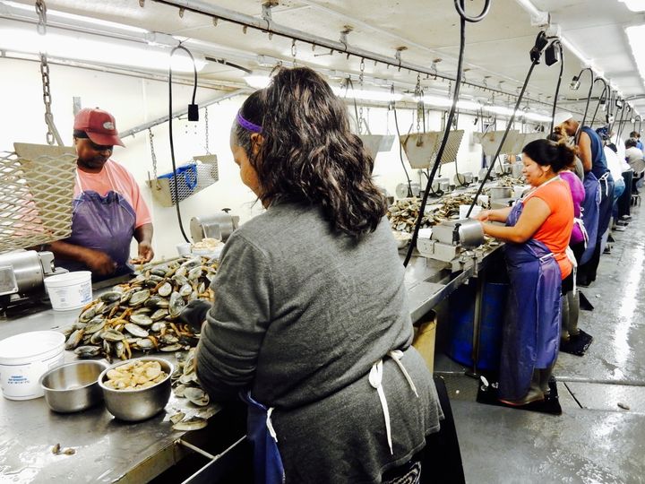Clam shuckers, Harris Seafood MD
