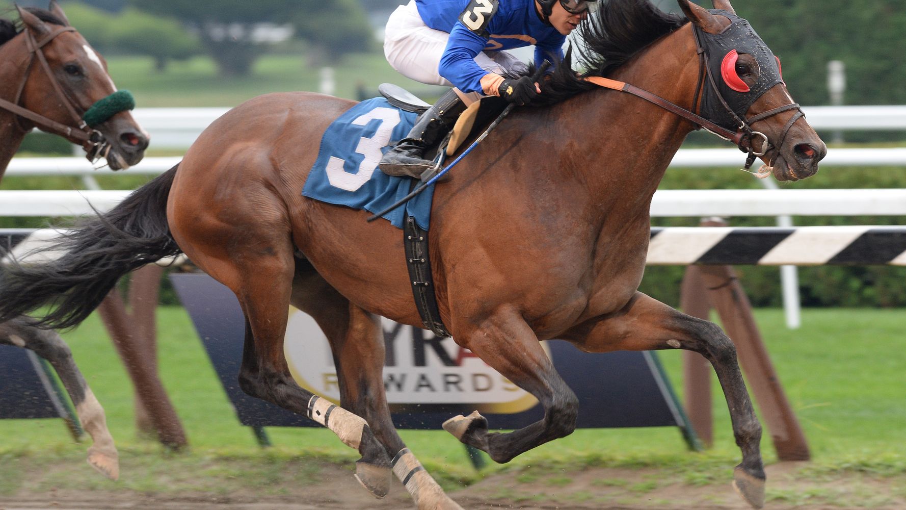 New York's State Horse Vet to Focus on Race Horse Deaths and Injuries ...