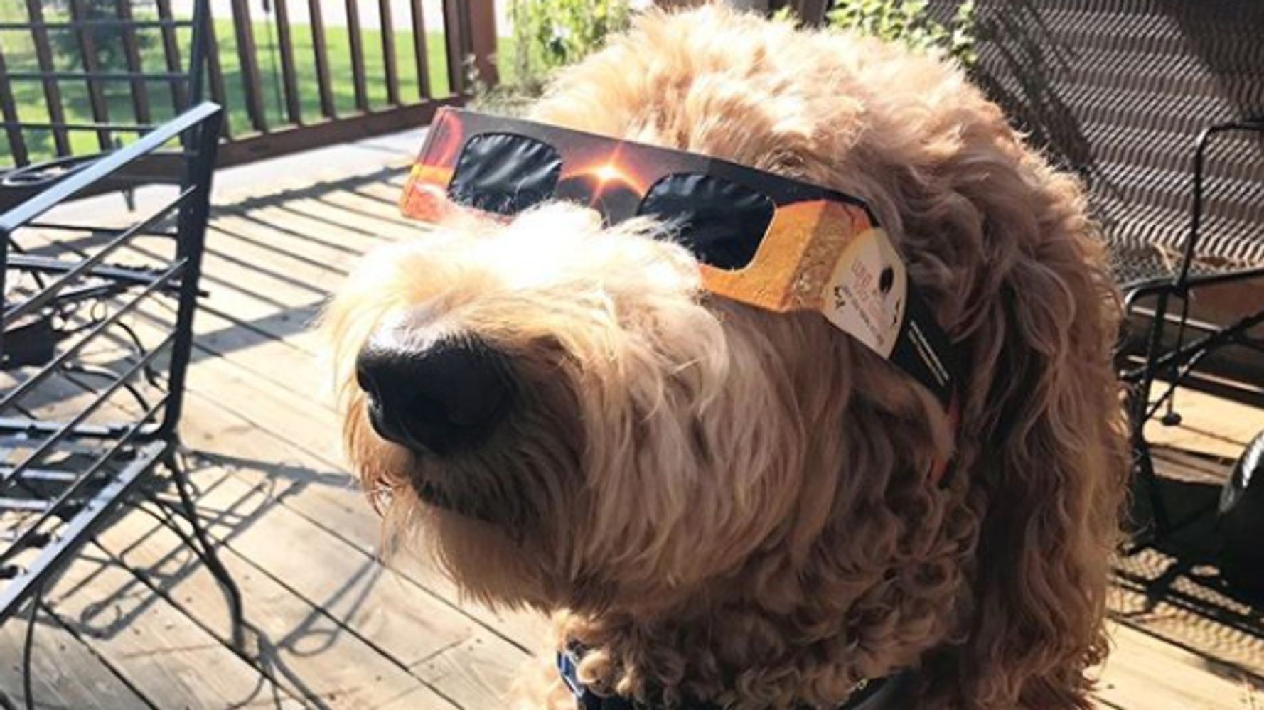 Dogs Wearing Solar Eclipse Glasses Show Donald Trump How It's Done