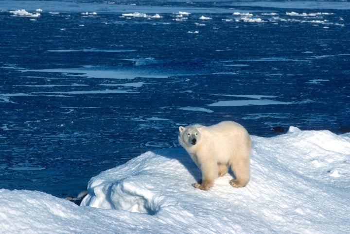 Because polar bears depend on a sea ice habitat that literally melts as temperatures rise, they have become a target of globa