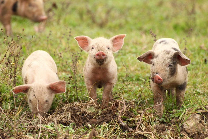 Fire crews in southern England saved 18 piglets from a barn blaze in February. Six months later, the grateful farmer served the animals up as sausages as a gift.