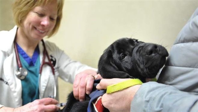 A Pennsylvania veterinarian administers an injection to a patient. Some states are asking vets to do more to prevent pet owners from abusing opioids intended for their pets.