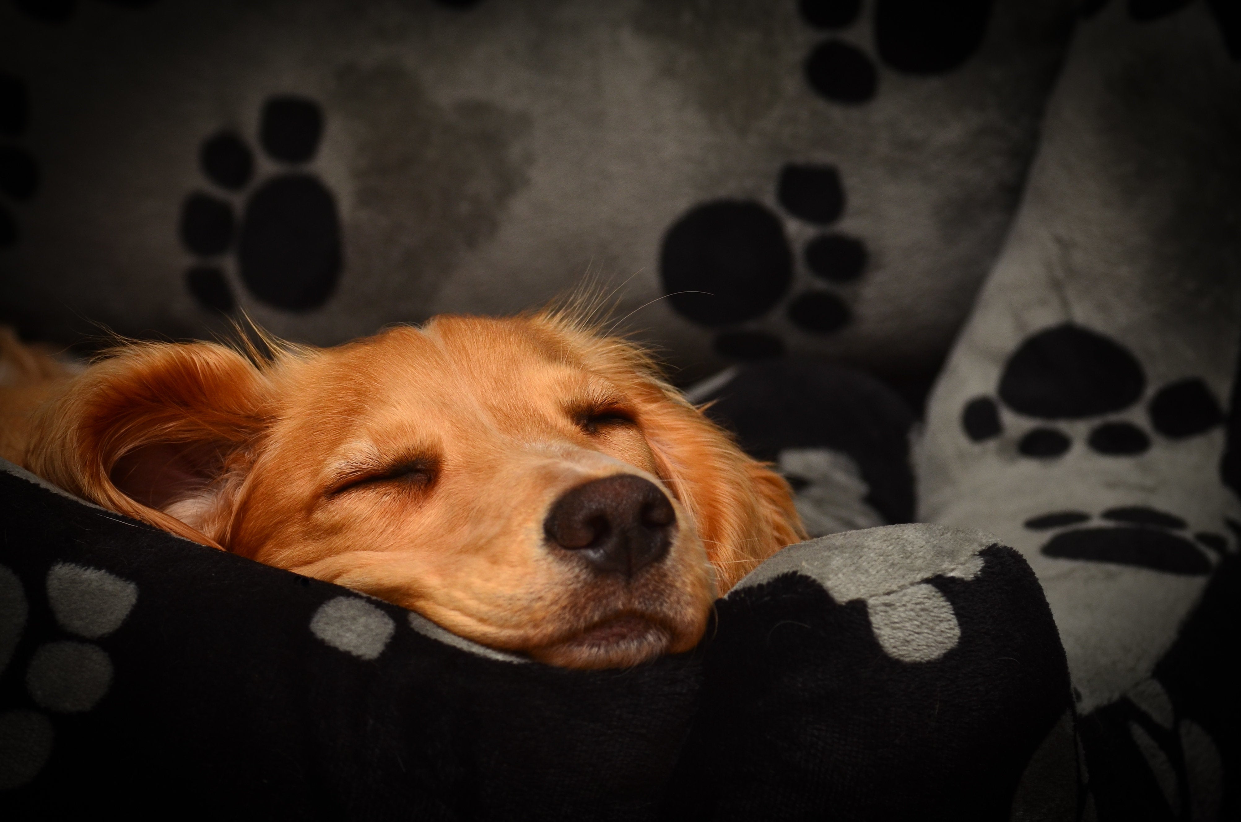 gifts for people that love dogs