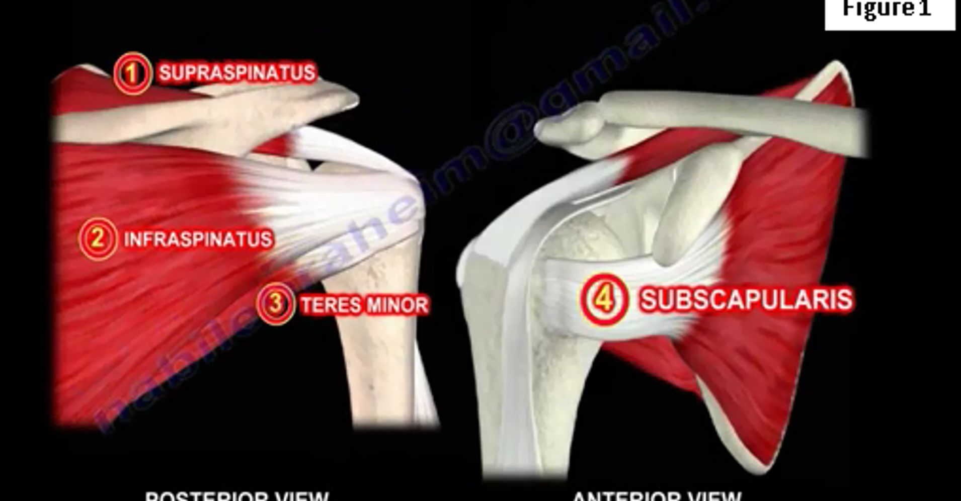 Rotator Cuff Muscle Examination HuffPost