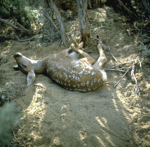 A young deer is caught in a leghold trap