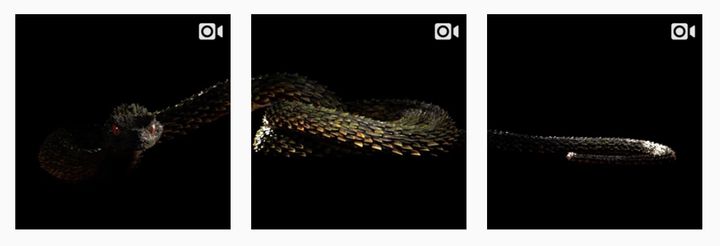 Taylor posted this snake over a three-day period