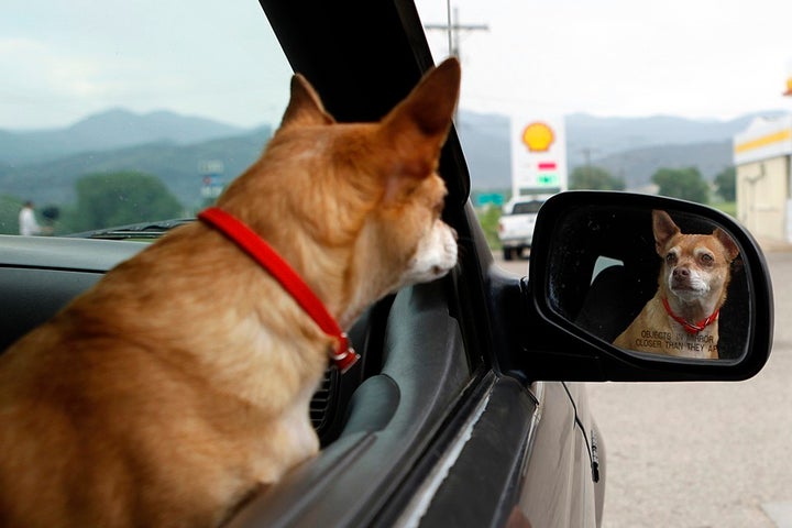 "Who is that pooch I see, staring straight back at me?"