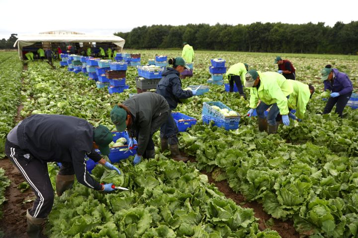 Migrant workers pick lettuce on a farm in Kent, Britain July 24.