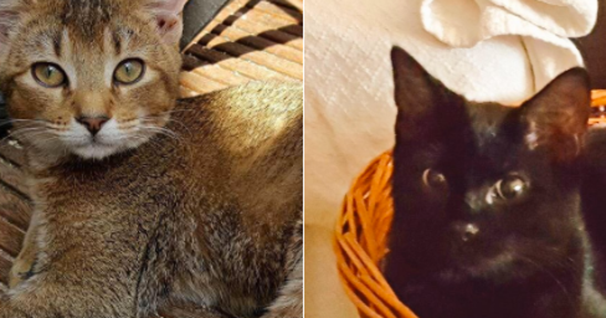 Alex Andreou's Awful Story About Being Refused Cats Because He Was Gay ...