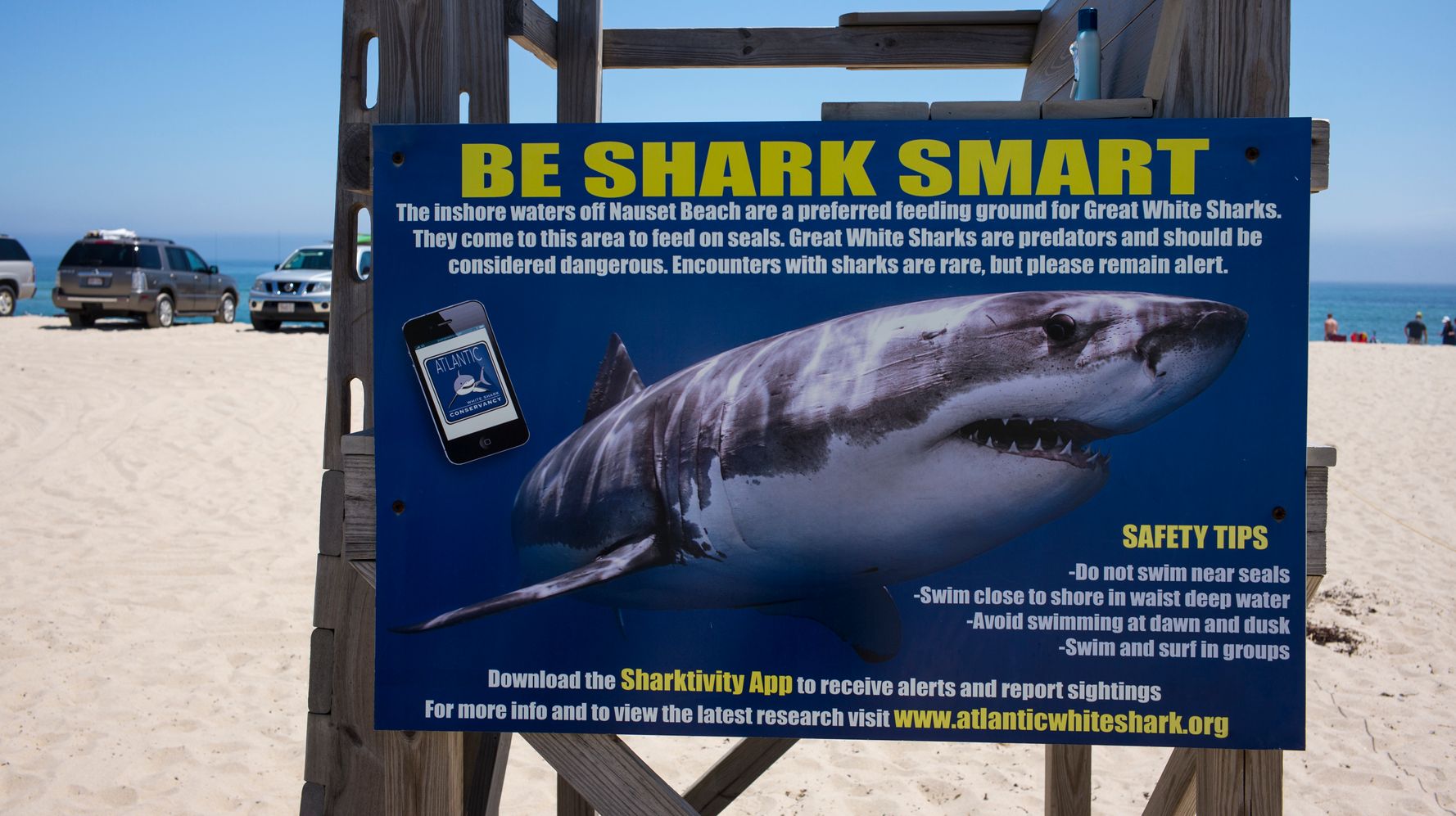 Cape Cod Official Suggests Killing Sharks After Sightings Spike | HuffPost