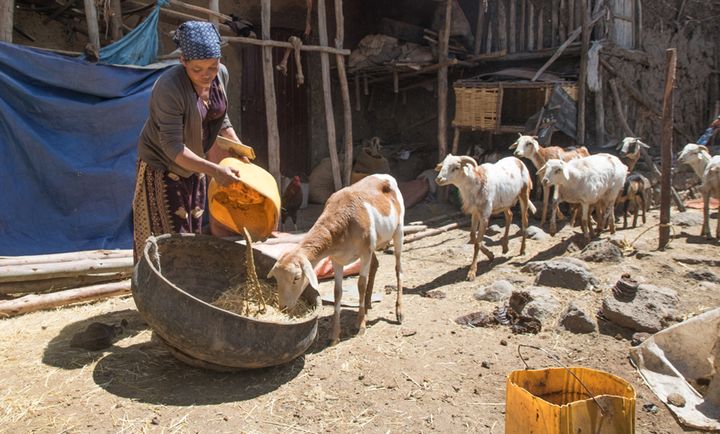 Tsige Getu rears goats in Burqaa, Ethiopia.