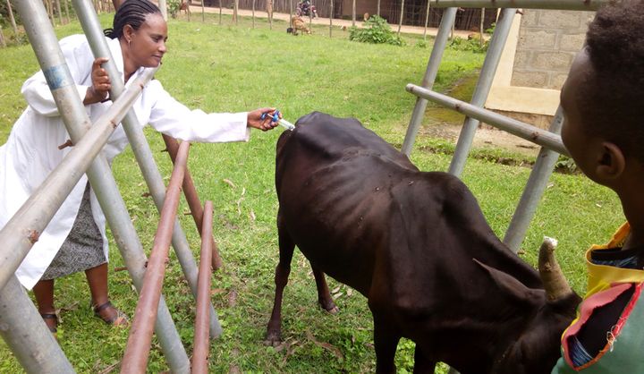  Community-based animal health worker Yederawork Defar inoculates cattle in Malga District, Ethiopia.