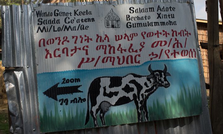 Cattle rearing in Wondo Genet Keela, Ethiopia.