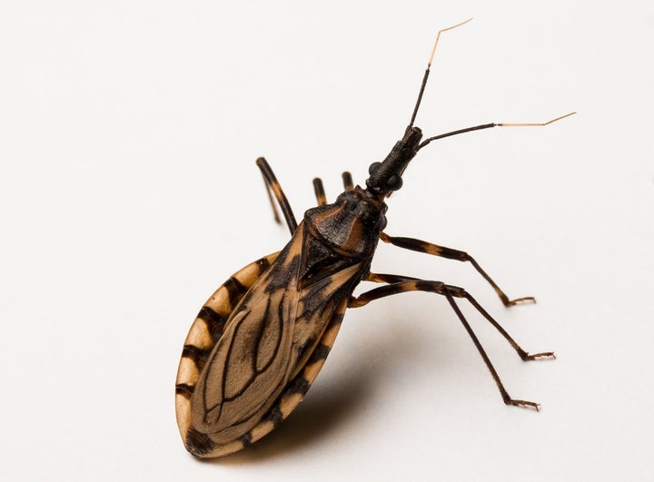 A biting insect called the "kissing bug" carries a parasite in its gut which can infect humans with the deadly Chagas disease