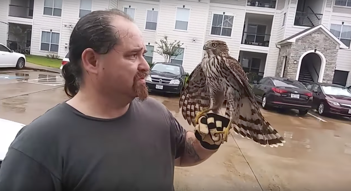 A hawk perches on William Bruso's gloved hand after refusing to fly away.