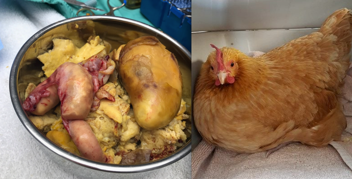 <p>Doree was rescued by <a href="https://trianglechanceforall.org/" target="_blank" role="link" rel="nofollow" class=" js-entry-link cet-external-link" data-vars-item-name="Triangle Chicken Advocates" data-vars-item-type="text" data-vars-unit-name="59a0b5c5e4b0d0ef9f1c13df" data-vars-unit-type="buzz_body" data-vars-target-content-id="https://trianglechanceforall.org/" data-vars-target-content-type="url" data-vars-type="web_external_link" data-vars-subunit-name="article_body" data-vars-subunit-type="component" data-vars-position-in-subunit="22">Triangle Chicken Advocates</a> in North Carolina from the backyard flock of someone who claimed to love her. At barely over three pounds, half her body weight was impacted egg material. She died following surgery to remove the impaction.</p>