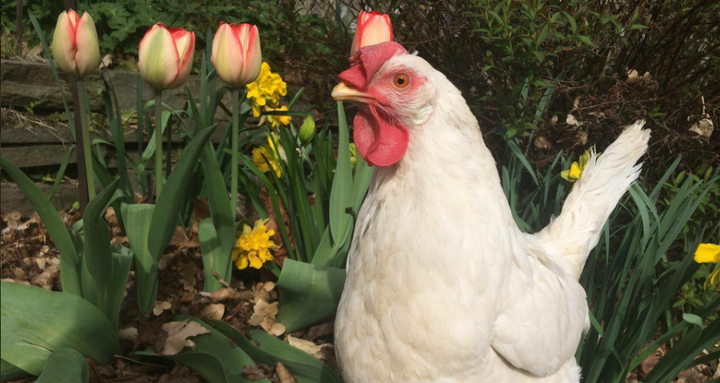 Anna was rescued from a California egg facility in 2013 and died of cancer at a sanctuary in New Jersey two years later.